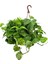 Salon Sarmaşığı – Epipremnum Aureum Askılı Saksı 1