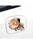 (8pcs) 3D Kedi Araba Çıkartmaları Pencere Kamyon Araba Dizüstü Veya Ipad Için Çıkartma / Çıkartma (Yurt Dışından) 3