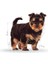 Yorkshire Terrier Yavru Köpek Maması 1.5kg 12