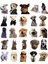 Sevimli Köpek Çıkartmaları Laptop Notebook Tablet Sticker Seti 2