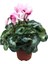 Cyclamen Persicum 'Sugar Pink' (Sıklamen Çiçeği) 1