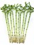 Şans Bambusu – Dracaena Lucky Bamboo 80 cm (7 Adet) 1