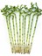 Şans Bambusu – Dracaena Lucky Bamboo 40 cm (7 Adet) 1