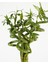Şans Bambusu – Dracaena Lucky Bamboo 40 cm (7 Adet) 3
