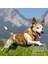 Air-Mesh Köpek Göğüs Tasması Kahve (Xxs) 5