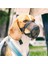 Köpek Ağızlığı, S-M, Siyah 7