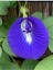 Butterfly Pea Mavi Kelebek Sarmaşığı 1