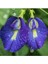 Butterfly Pea Mavi Kelebek Sarmaşığı 3