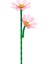 s Plant Series Florist Block Cosmos Bipinnatus 8856 1 2