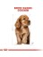 Cocker Kuru Köpek Maması, Yavru Köpek, 3 kg 6