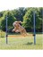 Köpek Agility Eğitim Manisi , 123×115×Ø3 cm 3