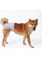 M-Pets Dişi Köpekler Için Yıkanabilir Külot (M) 6