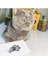 Evcil Hayvan Pati Izi Seti - Toksik Olmayan Mürekkepsiz Baskı Kiti - Kedi ve Köpek Için Uygun 2