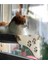 Cama Yapışan Kedi Yğı 6