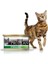 Sterilised Somonlu Kısırlaştırılmış Yetişkin Yaş Kedi Konservesi - 85 gr (24 Adet) 1