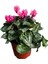 Cyclamen Persicum 'pink' (Sıklamen Çiçeği) 1