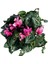 Cyclamen Persicum 'pink' (Sıklamen Çiçeği) 2