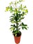 Şeflera (Schefflera) Çiçeği Tek Dallı 1