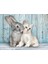 - 500 Parça Hq Yetişkin Puzzle - Cat & 2