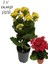 2 Adet Kalanşo (Kalanchoe) Çiçeği Ithal 1