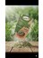 Adaçayı 100 gr Herbal Tea Sage 2