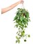 Patos Askılı – Epipremnum aureum – 15 cm Saksı 1