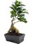Ginseng Bonsai 50 - 90 gr – Ficus Microcarpa 'ginseng' – Seramik Saksı 1