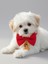 Kurabiye Adam Küçük Irk Köpek Papyon Tasması | Kırmızı Fiyonk Boyun Aksesuarı | Noel Temalı Köpek Süsü 3