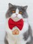 Gingerhome Kedi Papyon Tasması | Kırmızı Fiyonk Boyun Aksesuarı | Noel Temalı Kedi Süsü 1