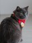 Gingerhome Kedi Papyon Tasması | Kırmızı Fiyonk Boyun Aksesuarı | Noel Temalı Kedi Süsü 2