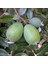 10 Adet Feijoa Fidanı Paketi (Bahçe Kurulumuna Özel) 3