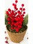 Kış Kırmızısı Kokina Berry & Hasır Saksı Mini Aranjman 1