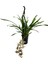 Cymbidium Cascade 'devon Splash' (Simbidyum Orkide) 2