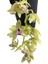 Cymbidium Cascade 'harwin' (Simbidyum Orkide) 1
