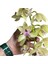 Cymbidium Cascade 'harwin' (Simbidyum Orkide) 3