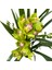 Cymbidium 'green Power' (Simbidyum Orkide) 1