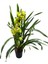 Cymbidium 'green Power' (Simbidyum Orkide) 2