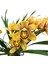 Cymbidium 'rustic Orange' (Simbidyum Orkide) 1