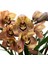 Cymbidium 'charly Brown' (Simbidyum Orkide) 1