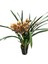 Cymbidium 'charly Brown' (Simbidyum Orkide) 2