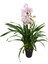 Cymbidium 'leontine' (Simbidyum Orkide) 2