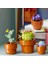 Bfs LEGO Icons Minik Bitkiler 10329 2
