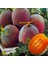 10 Adet Turuncu Kavun Tohumu + 10 Adet Hediye Karışık Renk Gül Çiçek Tohumu 1