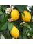Sepetim 2 Yaş Aşılı 7 Veren(Yediveren) Mayer Limon Fidanı 1