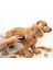 Evcil Hayvan Traş Makinesi Mepol 8008 Köpek Traş Aleti 2