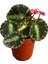 Begonia 'cleopatra' (Begonia Çiçeği) 1