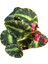 Begonia 'cleopatra' (Begonia Çiçeği) 2