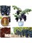 Siyah Üzüm Bonzai Ağacı Tohumu 5 Adet Bonsai Ağacı Tohumu 2