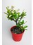 Dikenler Tacı Büyük Boy Euphorbia Milii Nadir Bulunan Spiral Dikenli 12 cm Kırmızı Saksıda 1