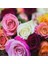 Tohum Karışık Yediveren Kokulu Gül (10 Adet) 2